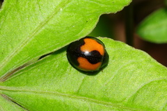 Coelophora bowringii