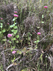 Centranthus macrosiphon