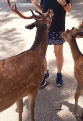 Cervus nippon centralis