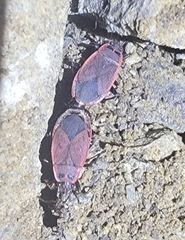 Pyrrhocoris