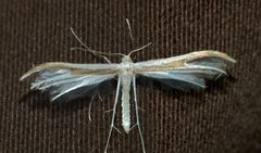 Pterophorus monospilalis
