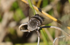 Meomyia sericans