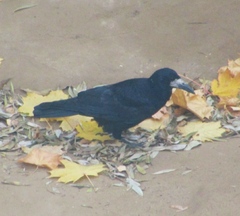 Corvus frugilegus