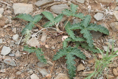Potentilla leucophylla