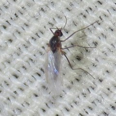 Lestremiinae
