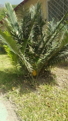 Encephalartos lebomboensis