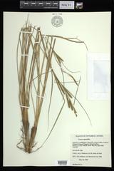 Carex aquatilis substricta