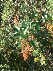 Searsia nebulosa pubescens