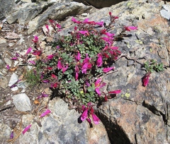 Penstemon rupicola