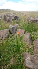 Kniphofia rigidifolia