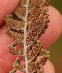 Cheilanthes contracta