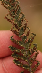Cheilanthes contracta