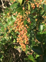 Searsia nebulosa pubescens