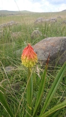 Kniphofia rigidifolia