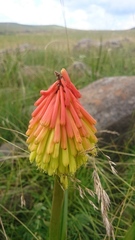Kniphofia rigidifolia