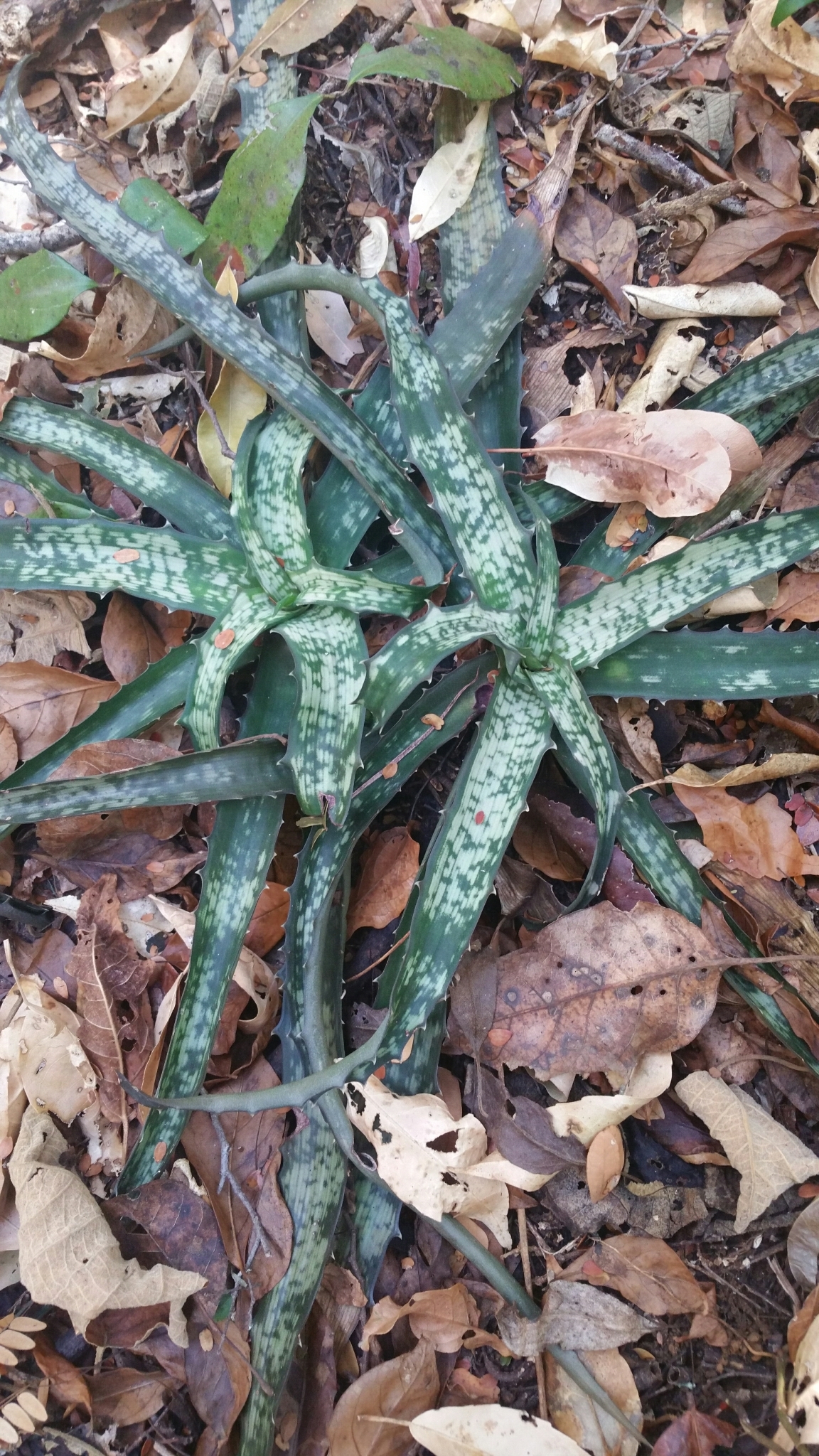Aloe prostrata