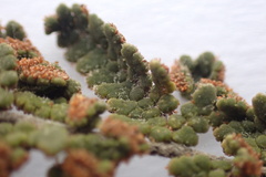 Cheilanthes contracta