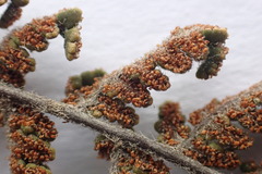 Cheilanthes contracta