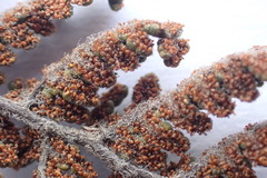 Cheilanthes contracta