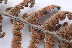 Cheilanthes contracta