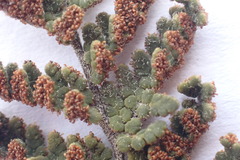 Cheilanthes contracta