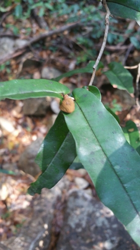 Uvaria amplexicaulis image