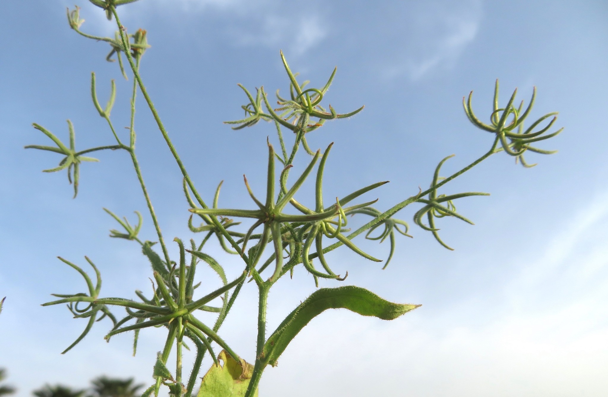 Rhagadiolus stellatus