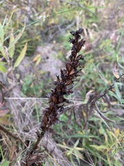 Pedicularis lanceolata