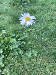 Leucanthemum vulgare