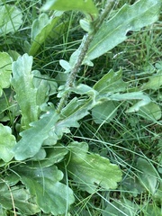 Leucanthemum vulgare