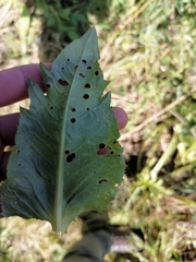 Puccinia cnici-oleracei