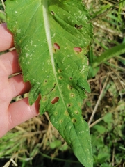 Puccinia cnici-oleracei