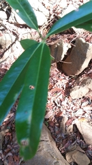 Cinnamosma fragrans image