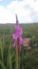 Watsonia pulchra