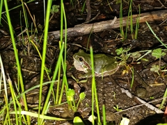 Hyla molleri