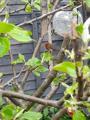 Erithacus rubecula