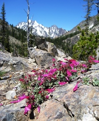 Penstemon rupicola