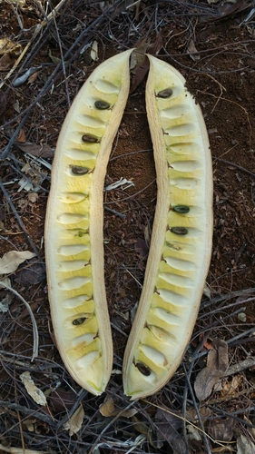 Colvillea racemosa