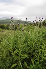 Cirsium helenioides