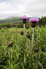 Cirsium helenioides
