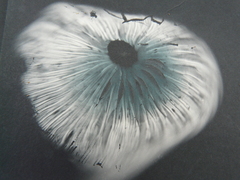 Heimiomyces velutipes