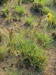 Lasiosiphon capitatus