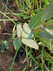 Lasiosiphon capitatus