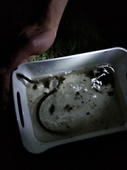 Natrix astreptophora