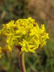 Lasiosiphon capitatus