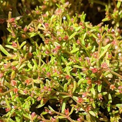 Crassula aquatica