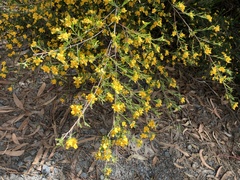 Pultenaea blakelyi