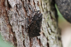 Penthicodes pulchellus