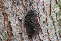 Penthicodes pulchellus