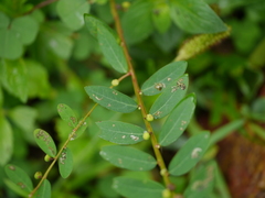 Phyllanthus virgatus